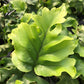 Nicholas Diamond Fern - Live Plants in 4 Inch Grower&