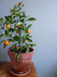 Calamondin Orange Tree - Panana Orange - Calamansi - Live Plants in 1 Gallon Pots - Florida Only - Cannot Ship Out of Florida - Beautiful Fruit Tree for Patio and Garden