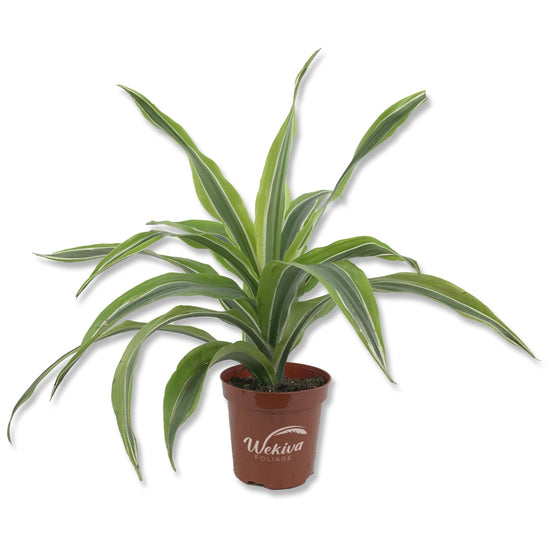 Dracaena Lemon Lime - Live Plant in a 4 Inch Growers Pot - Dracaena Warneckii "Lemon Lime" - Beautiful Indoor Air Purifying Houseplant