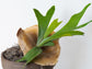 Elkhorn Fern - Live Plant in a 6 Inch Grower&