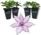 Clematis Giselle - Live Starter Plants in 2 Inch Growers Pots - Starter Plants Ready for The Garden - Rare Clematis for Collectors