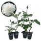 JFK Rose Bush - Live Starter Plants in 2 Inch Growers Pots - Beautifully Fragrant Hybrid Tea Rose - A Versatile Beauty with a Rich Fragrance