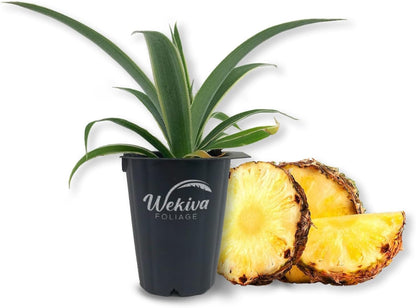 Juicy Pineapple Plant - Live Tissue Culture Starter Plants - Ananas Comosus - Edible Fruit Tree for The Patio and Garden