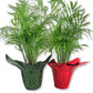 Neanthe Bella Parlor Palm in Festive Holiday Cover 2-Pack - Live Plants in 4 Inch Pots - Chamaedorea Elegans - Beautiful Indoor Houseplant