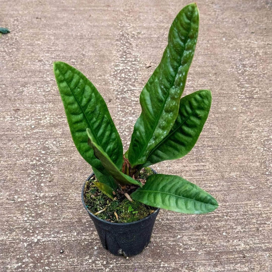 Superbum Anthurium - Live Starter Plants in 2 Inch Growers Pots - Anthurium - Tropical Elegance Low Maintenance Indoor Houseplant