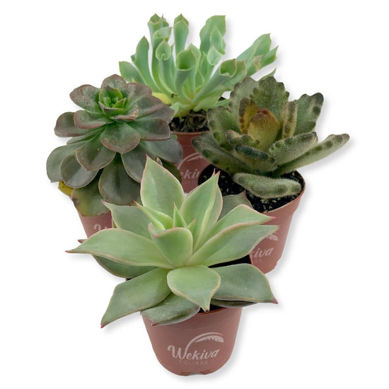 Succulent Variety Pack - 4 Live Starter Plants in 2 Inch Pots - Grower&