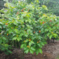 Peanut Butter Tree - Live Plant in a 4 Inch Growers Pot - Bunchosia Argentea - Exotic and Beautiful Fruit Tree for Your Edible Garden