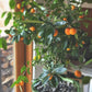 Calamondin Orange Tree - Panana Orange - Calamansi - Live Plants in 1 Gallon Pots - Florida Only - Cannot Ship Out of Florida - Beautiful Fruit Tree for Patio and Garden