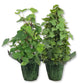 English Ivy Tree in Festive Holiday Cover 2-Pack - 2 Live Plants in 4 Inch Pots - Hedera Helix - Florist Quality - Beautiful Easy Care Indoor Air Purifying Topiary Houseplant Vine