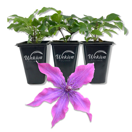 Clematis Guiding Promise - Live Starter Plants in 2 Inch Growers Pots - Starter Plants Ready for The Garden - Rare Clematis for Collectors