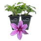 Clematis Tumaini - Live Starter Plants in 2 Inch Growers Pots - Starter Plants Ready for The Garden - Rare Clematis for Collectors