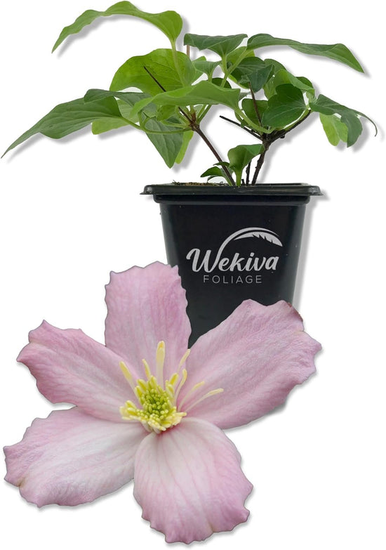 Clematis Montana Elizabeth - Live Starter Plants in 2 Inch Growers Pots - Starter Plants Ready for The Garden - Rare Clematis for Collectors