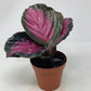 Calathea Purple Rose - Live Plants in 4 Inch Growers Pots - Calathea Roseopicta &