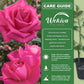 Miss All American Beauty Rose Bush - Live Starter Plants in 2 Inch Growers Pots - Beautifully Fragrant Hybrid Tea Rose - A Versatile Beauty with a Rich Fragrance