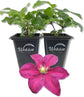 Clematis Niobe - Live Starter Plants in 2 Inch Growers Pots - Starter Plants Ready for The Garden - Rare Clematis for Collectors