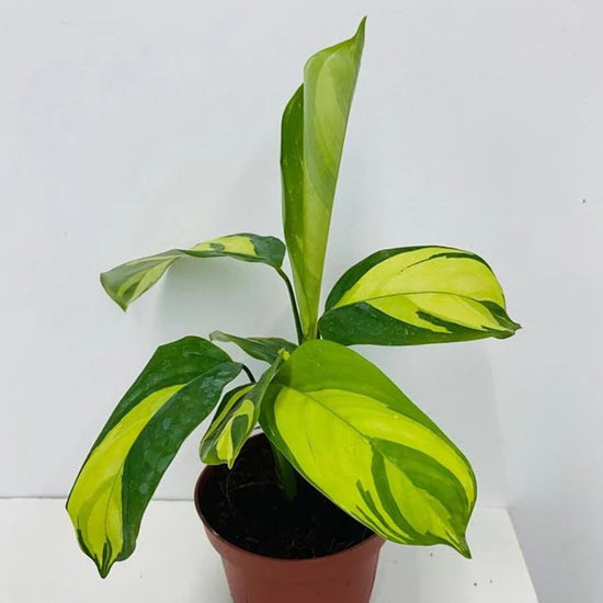 Calathea Pilosa - Live Plants in 4 Inch Growers Pots - Calathea Ctenanthe &