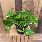 Golden Pothos - Live Plant in a 6 Inch Pot - Epipremmum Aureum - Stunning Houseplant with Unique Foliage - The Perfect Air Purifying Houseplant Companion