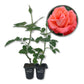 Cary Grant Rose Bush - Live Starter Plants in 2 Inch Pots - Beautifully Fragrant Hybrid Tea Rose from Florida - A Versatile Beauty with a Rich Fragrance