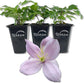 Clematis Montana Rubens - Live Starter Plants in 2 Inch Growers Pots - Starter Plants Ready for The Garden - Rare Clematis for Collectors