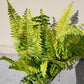 Tiger Stripe Fern - Variegated - Live Starter Plants in 4 Inch Grower&