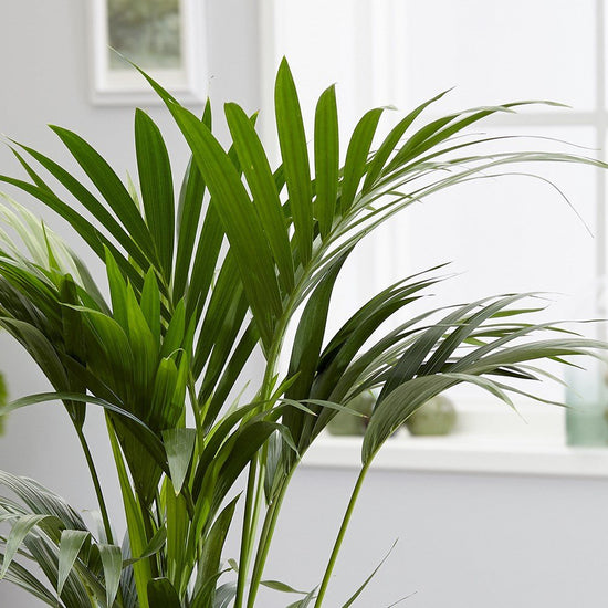 Kentia Palm - Live Starter Plants in Liners - Howea Forsteriana - Rare Ornamental Palms of Florida