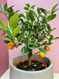 Calamondin Orange Tree - Panana Orange - Calamansi - Live Plants in 1 Gallon Pots - Florida Only - Cannot Ship Out of Florida - Beautiful Fruit Tree for Patio and Garden