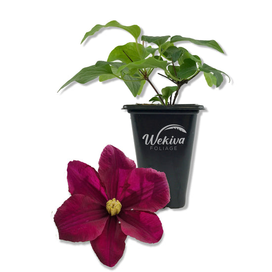 Clematis Warsaw - Live Starter Plants in 2 Inch Growers Pots - Starter Plants Ready for The Garden - Beautiful Red Purple Flowering Vine