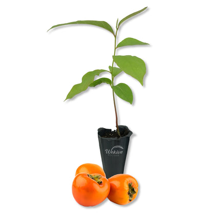 Persimmon Tree - Live Starter Plants in 2 Inch Growers Pots - Diospyros Virginiana - Delicious Fruit Tree for Your Edible Garden