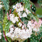 Polka Dot Begonia - Live Plant in a 4 Inch Pot - Begonia Maculata - Extremely Rare and Beautiful Indoor Houseplant - Air Purifying