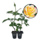 Love and Peace Rose Bush - Live Starter Plants in 2 Inch Pots - Beautifully Fragrant Heirloom Rose from Florida - A Versatile Beauty with a Rich Fragrance