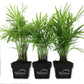 Neanthe Bella Parlor Palm - Live Plants in 3 Inch Pots - Chamaedorea Elegans - Beautiful Clean Air Indoor Houseplant