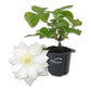 Clematis Duchess of Edinburgh - Live Starter Plants in 2 Inch Growers Pots - Starter Plants Ready for The Garden - Beautiful White Bloom Flowering Vine