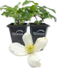 Clematis Montana Grandiflora - Live Starter Plants in 2 Inch Growers Pots - Starter Plants Ready for The Garden - Rare Clematis for Collectors