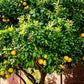 Ponderosa Lemon Tree - Live Plants in 1 Gallon Pots - Florida Only - Cannot Ship Out of Florida - Beautiful Fruit Tree for Patio and Garden