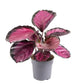 Calathea Purple Rose - Live Plants in 4 Inch Growers Pots - Calathea Roseopicta &