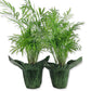 Neanthe Bella Parlor Palm in Festive Holiday Cover 2-Pack - Live Plants in 4 Inch Pots - Chamaedorea Elegans - Beautiful Indoor Houseplant