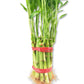 Lucky Indoor Bamboo for Blessings of Powerful Health and Success - 21 Live Stalks - Ships Bare Root - Air Purifying Feng-Shui Zen Garden Houseplants