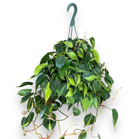 Philodendron Brasil Hanging Basket - Live Plant in an 8 Inch Hanging Basket - Rare and Elegant Indoor Houseplant - Variegated Tropical Masterpiece