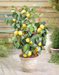 Harvey Lemon Tree - Live Plants in 1 Gallon Pots - Florida Only - Citrus Limon Harvey - Cannot Ship Out of Florida - Beautiful Fruit Tree for Patio and Garden