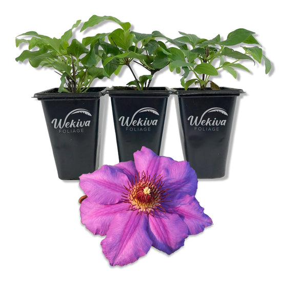 Clematis Ramona - Live Starter Plants in 2 Inch Growers Pots - Starter Plants Ready for The Garden - Rare Clematis for Collectors