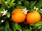 Navel Orange Tree - Live Plant in a 5 Gallon Pot - 2-3 Feet Tall - Florida Only - Cannot Ship Out of Florida - Beautiful Fruit Tree for Patio and Garden