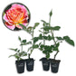 Calico Rose Bush - Live Starter Plants in 2 Inch Growers Pots - Beautifully Fragrant Heirloom Rose from Florida - A Versatile Beauty with a Rich Fragrance