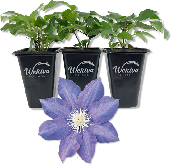 Clematis HF Young - Live Starter Plants in 2 Inch Growers Pots - Starter Plants Ready for The Garden - Rare Clematis for Collectors