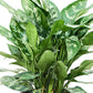 Aglaonema Maria - Live Plants in 4 Inch Growers Pots - Aglaonema Maria - Beautiful Indoor Easy Care Air Purifying Plant