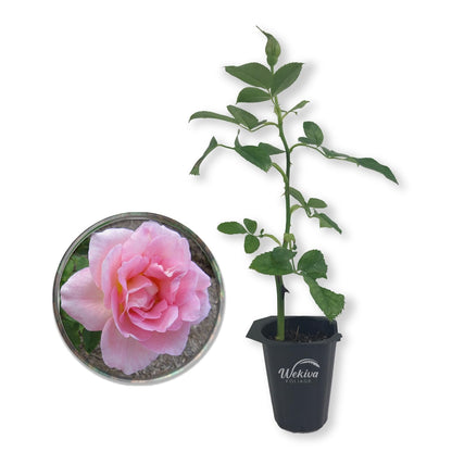 Tiffany Rose Bush - Live Starter Plants in 2 Inch Pots - Beautifully Fragrant Heirloom Rose from Florida - A Versatile Beauty with a Rich Fragrance