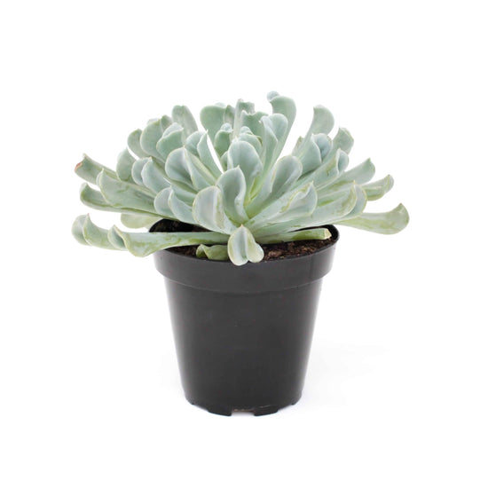 Echeveria Topsy Turvy - Live Starter Plants in 2 Inch Growers Pots - Beautiful Compact Easy Care Succulent