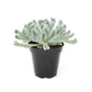 Echeveria Topsy Turvy - Live Starter Plants in 2 Inch Growers Pots - Beautiful Compact Easy Care Succulent