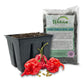 Hot Pepper Seed Starter Kit - Pepper Seeds with Liner Tray and Half Quart Vegetable Soil Mix - Grow Your Own Vegtables