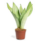 Silver Snake Plant - Live Plants in 4 Inch Pots - Sansevieria Trifasciata &