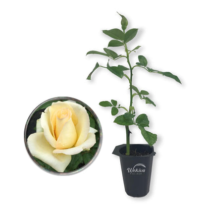 Elegant Beauty Rose Bush - Live Starter Plants in 2 Inch Growers Pots - Beautifully Fragrant Hybrid Tea Heirloom Rose - A Versatile Beauty with a Rich Fragrance